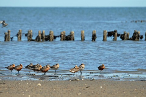 Bar-tailed Godwits in the Wadden Sea on Sylt