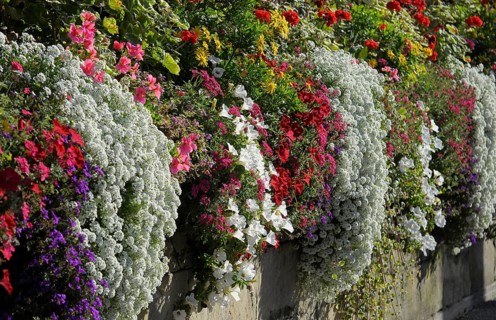 Blühendes Barock Ludwigsburg, various flowers in autumn on the wall