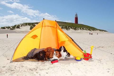 Cavalier King Charles Spaniel, Blenheim, ruby, black-and-tan and tricolour, on the beach, Texel