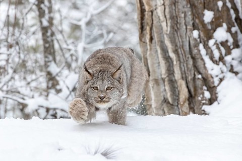 A bobcat hunts for prey in a snowy forest habitat