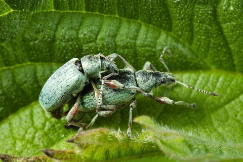 Nettle green weevil, pair, copulating (Phyllobius urticae), Germany, Europe