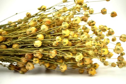 Bunch of dry flax plant, also known as Linseed, Flaxseed and Common Flax on white background