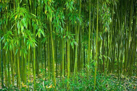 Bamboo, Claude Monet Garden, Giverny, France, Europe