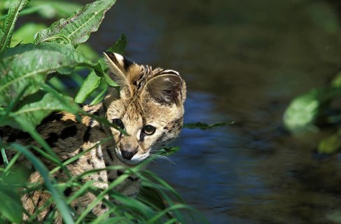 Serval (leptailurus serval), Adult Hunting