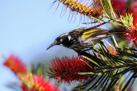 Close up of a New Holland honeyeater perching on a Banksia, Esperance, Western Australia