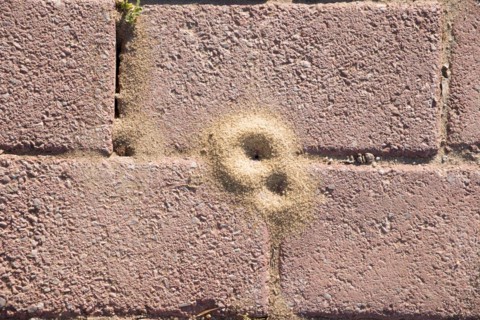 Anthill