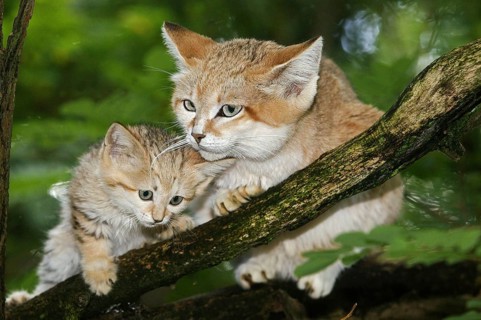 SAND sand cat (felis margarita), MOTHER WITH CUB