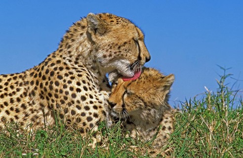 CHEETAH (acinonyx jubatus), ADULTS GROOMING, MASAI MARA PARK, KENYA