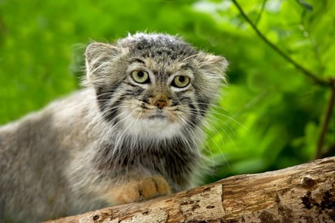 Pallas's cat (otocolobus manul) or Pallas' cat, portrait of an adult