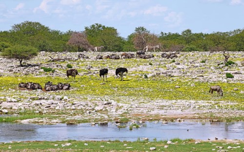 Animals in the Bl
