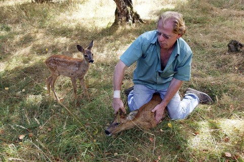 Vet with Roe Deer (capreolus capreolus) at "La Dame Blanche", a Wildlife Protection Center in