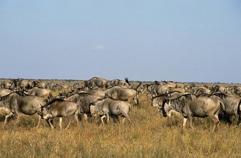 BLUE WILDEBEEST (connochaetes taurinus), HERD ON MIGRATION IN MASAI MARA PARK, KENYA