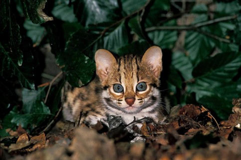 Leopard Cat (prionailurus bengalensis), Cub laying