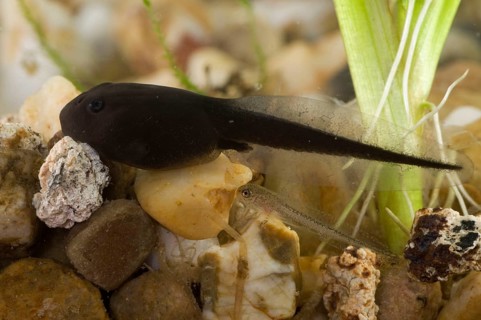 Common toad (Bufo bufo), tadpole, tadpoles
