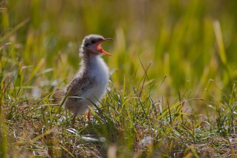 Arctic Tern (Sterna paradisaea), chick, Iceland, side, Europe