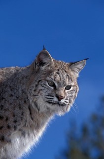 Bobcat (lynx rufus), Portrait of Adult against Blue Sky, Canada, North America