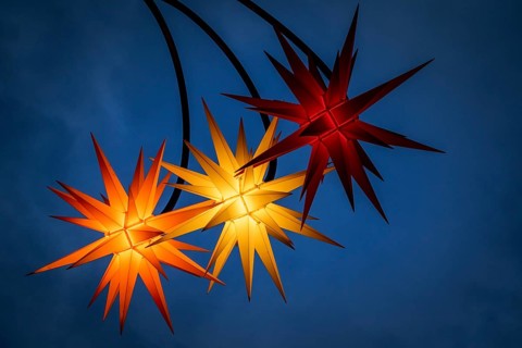 Poinsettias illuminated