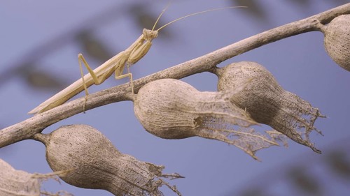 Small praying mantis sits on Henbane dry flowers and looks at on camera on blue sky background.