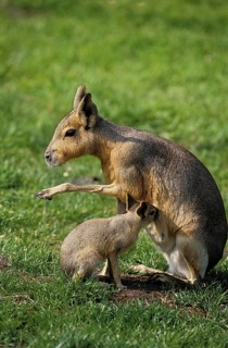MARA (dolichotis patagonum), MOTHER WITH SUCKLING YOUNG