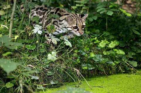 MARGAY-KATZE leopardus wiedi, ERWACHSENER IN DER NÄHE DES WASSERLOCHES