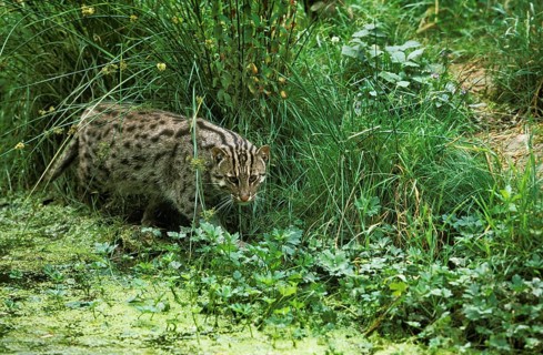 Fishing cat (prionailurus viverrinus), adult in swamp, fishing