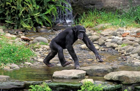 Common chimpanzee (pan troglodytes), adult crossing water