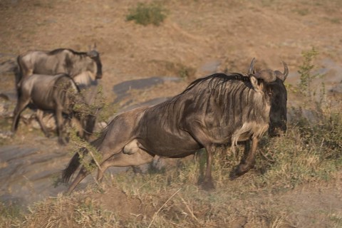 Adventure, africa, african, animal, animals, area, beast, beautiful, brown, bush (connochaetes),
