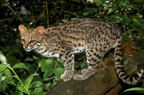 TIGER CAT OR ONCILLA (leopardus tigrinus)