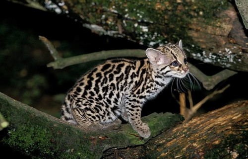 Margay (leopardus wiedii), CUBE ON BRANCH