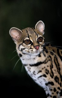 Margay (leopardus wiedii), PORTRAIT OF AN ADULT