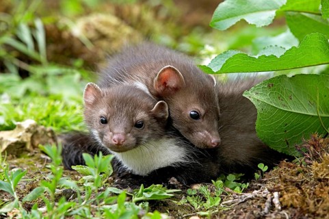Stone Marten or Beech Marten (martes foina), Youngs, Normandy