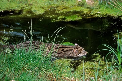 FISHING CAT (prionailurus viverrinus), ADULT IN WATER