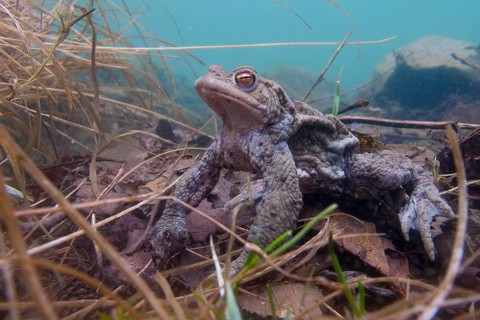 Common toad (Bufo bufo), under water, Rhineland-Palatinate, Germany, Europe