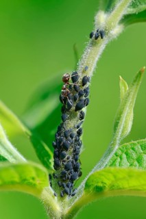 Ant and Aphids, North Rhine-Westphalia, Germany (Formica) (Aphis)