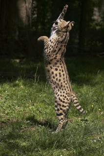 Serval (leptailurus serval), Adult Hunting, standing on its Hind Legs