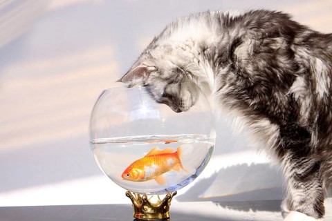 Maine Coon cat and goldfish, goldfish bowl