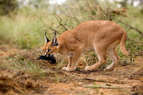caracal (CARACAL caracal) ADULT WITH A KILL, A CAPE GLOSSY STARLING, NAMIBIA
