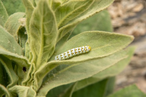 Small-flowered mullein with the brownroot monk-caterpillar
