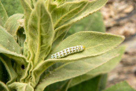 Small-flowered mullein with the brownroot monk-caterpillar