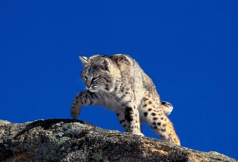 BOBCAT (lynx rufus), ADULT STANDING ON ROCK, CANADA