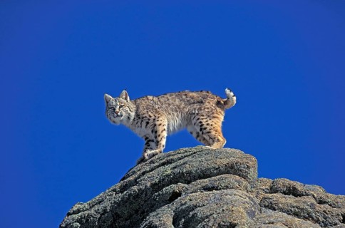 BOBCAT (lynx rufus), ADULT STANDING ON ROCK, CANADA
