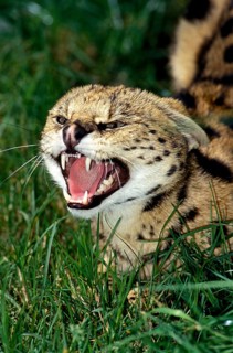 Serval (leptailurus serval), ADULT SNARLING