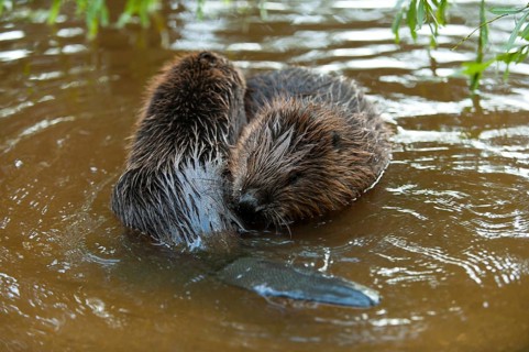 European beaver (Castor fiber), young, Rosenheim, Bavaria, Germany, Europe