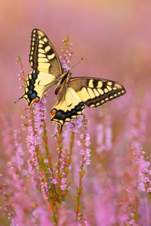 Swallowtail (Papilio machaon) in Heide, North Rhine-Westphalia, Germany, Europe