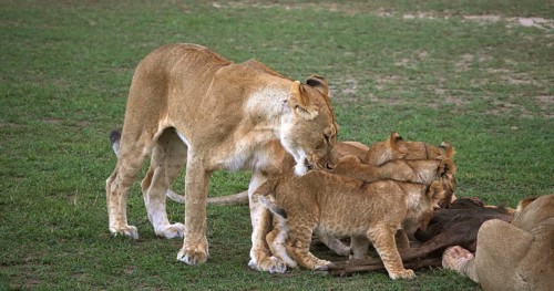 African Lion (panthera leo), Group with a Kill, a Wildebest, Masai Mara Park in Kenya