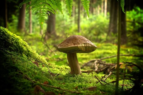 Low angle view of a Cep or Boletus Mushroom growing on lush green moss in a forest