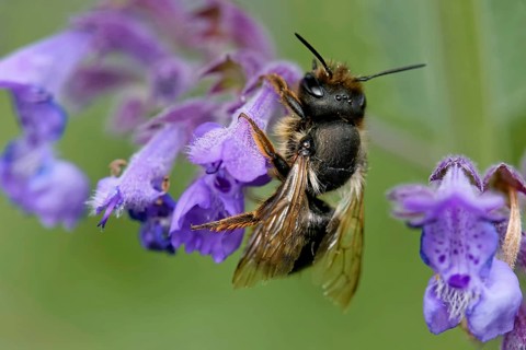 Rufous mason bee on catmint