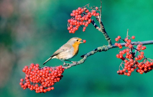 Robin (Erithacus rubecula) with berry, North Rhine-Westphalia, Germany, Europe