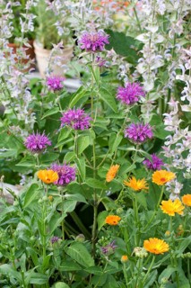 Beebalm (Monarda hybrid)
