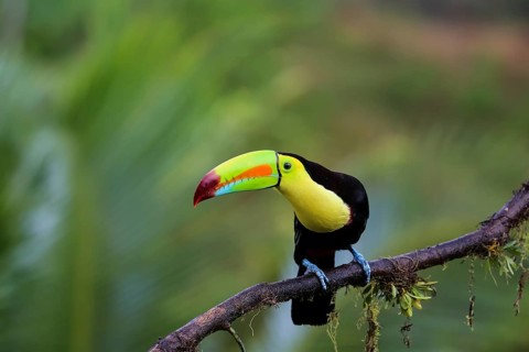 Keel billed toucan in the rainforest sitting on a branch